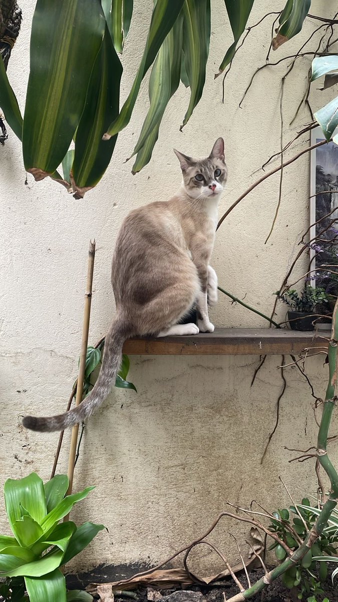 benimrenklerimm's tweet image. Şaşkolozum ya 🥹🫠