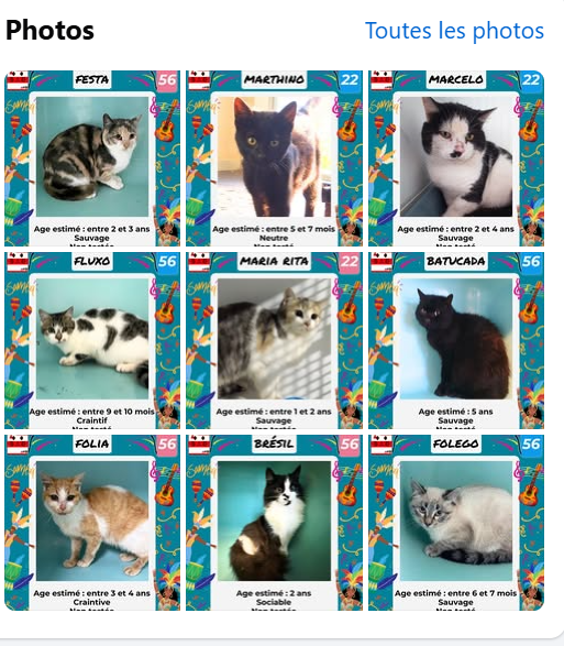 Ces 9 chats sont à ADOPTER
Ils sont dans des fourrières en Bretagne, où il faut venir les y chercher.
Mais avant -
 Faire un message à Urgences Fourrières de Bretagne pour remplir les formalités qui se font en ligne
Contact - 1 clic sur ce lien ⬇️    facebook.com/urgencesfourri…