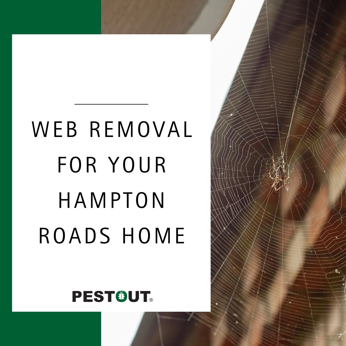 PestOutHR's tweet image. You don&apos;t want spider webs greeting your guests when they come over. We can get rid of them before company knocks. 🕸️

Give us a call today to learn more! ☎️

757-737-8688
pestout.com/pest-control-s…

#PESTOUT #pestcontrol #HamptonRoads #Virginia #spiders #webs