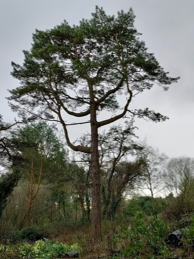Tree_Folklore's tweet image. Scots Pine often grow into the most magnificent shapes that seem to be carved by the wind and ancient memories 🌲

One of Ireland’s three native conifers, the Scots Pine was held in deep regard by the Druids, who believed its evergreen foliage symbolised endurance through the…