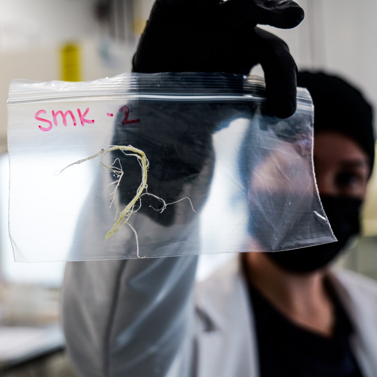 Every sample tells a story — about plant health, pathogen presence, and purity.
Routine testing starts with analyzing root samples to detect viruses, bacteria, and imbalances long before they reach the canopy.