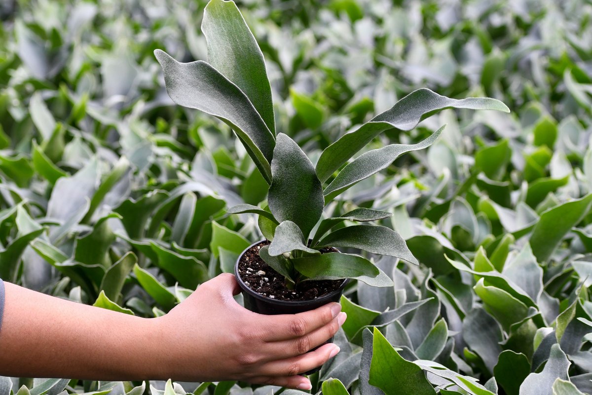 Bring a touch of wild elegance indoors 🌿 
Our 4" Fern Staghorn is perfect for adding texture and life to any space, easy to care for, and endlessly charming! 💚

#FernStaghorn #Wholesaleplants #colasantifarmsltd #colasantifarms