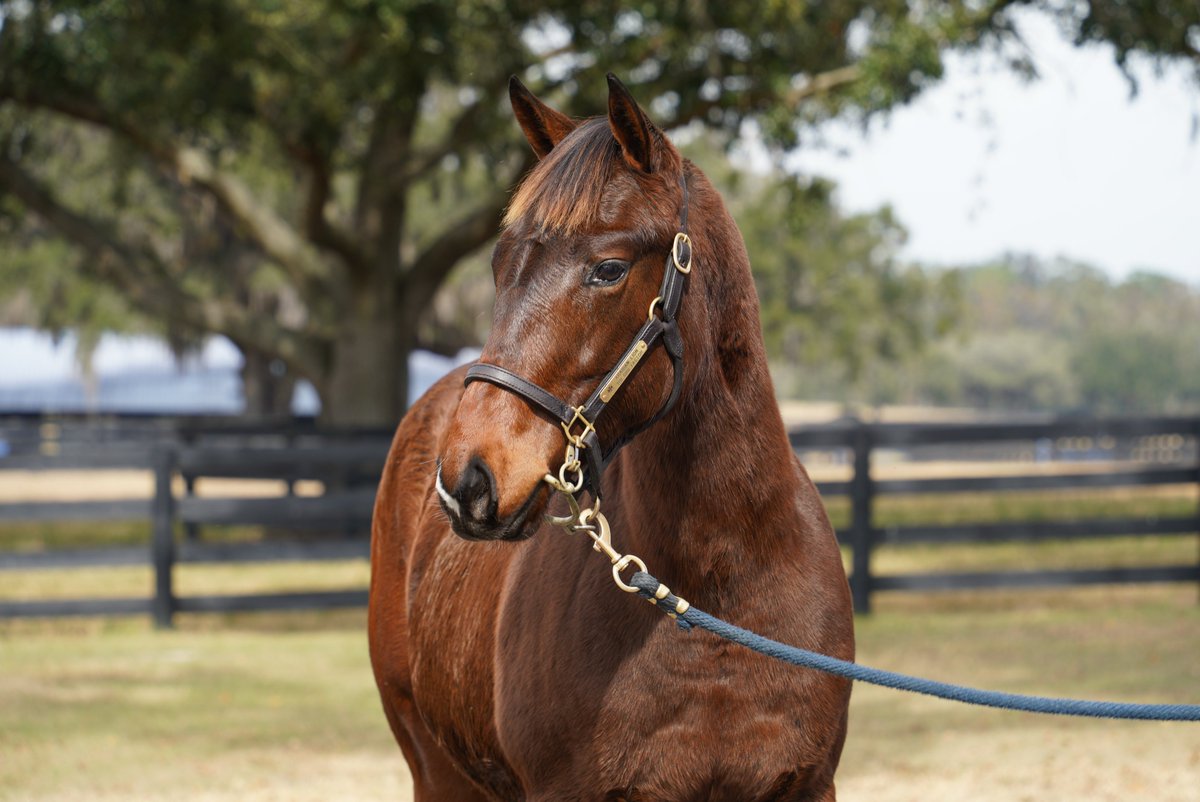 ThoroPartners's tweet image. A little class to kick off December ✨

This striking filly is by Arabian Lion @spendthriftfarm, the first G1 winner sired by Triple Crown winner Justify, and his only G1-winning son on dirt.  

#HorseTwitter #ThoroughbredTwitter #Pinhooking #Bloodstock #Weanlings #ArabianLion