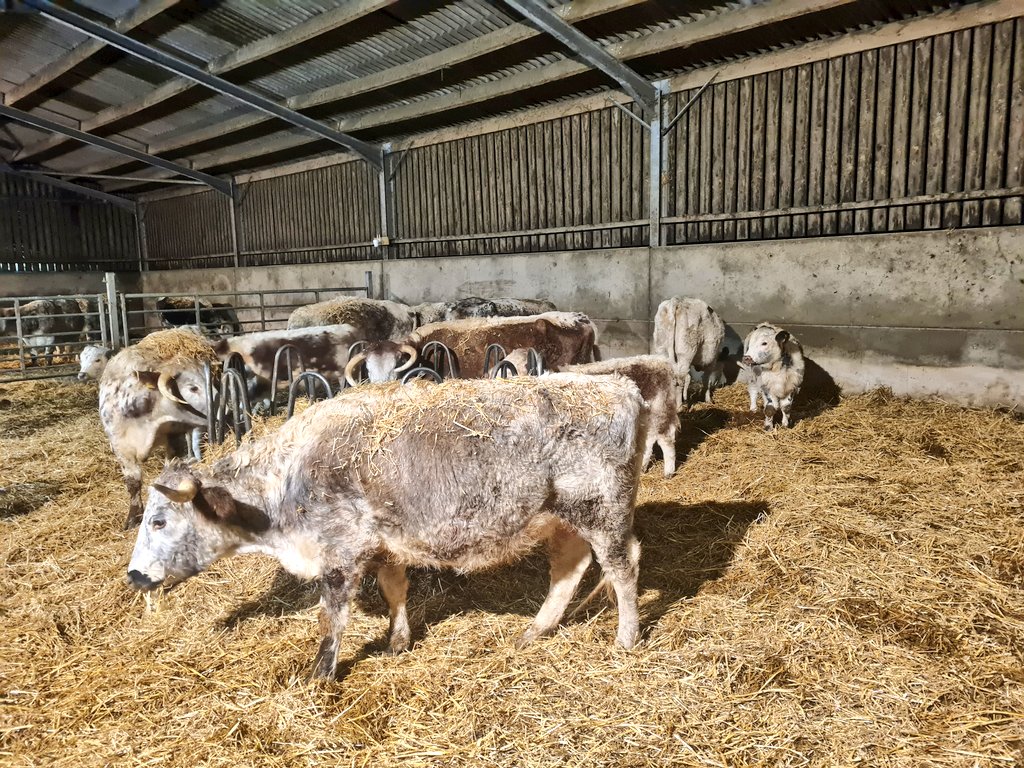 ChasSutcliffe's tweet photo. Cows and calves were ready for bedding out this evening then 2 pictures by #CCTV showing some settled down while others busy grazing the fresh wheat straw.
#tetfordlonghorns #pedigree #Longhorns #easycalving #nativebreed https://t.co/9ZPXIkOIdW