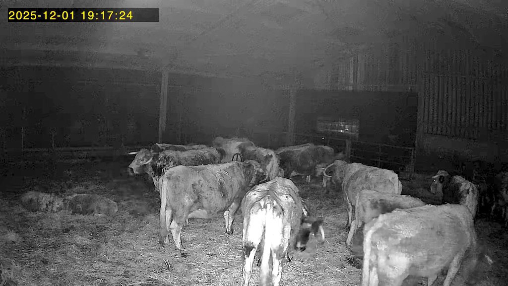 ChasSutcliffe's tweet photo. Cows and calves were ready for bedding out this evening then 2 pictures by #CCTV showing some settled down while others busy grazing the fresh wheat straw.
#tetfordlonghorns #pedigree #Longhorns #easycalving #nativebreed https://t.co/9ZPXIkOIdW