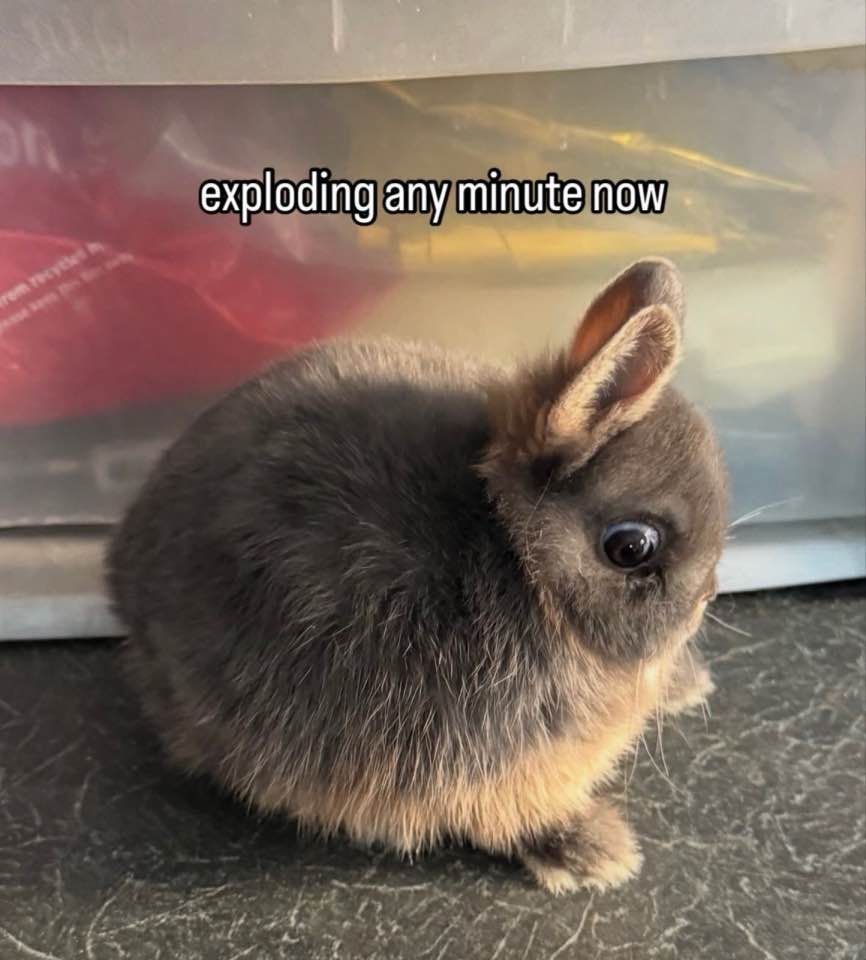 SplatFennec's tweet image. 