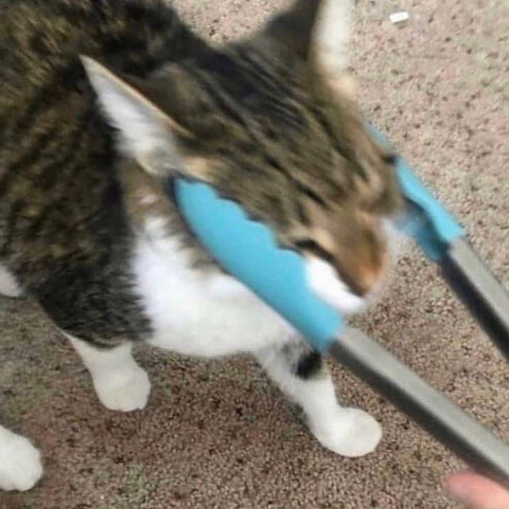 PunchingCat's tweet image. 