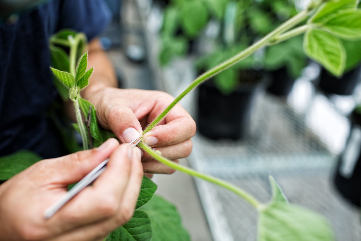 Protecting our local economy is
much more than a slogan. It’s what Prograin does,
concretely, every single day.

We develop our varieties here.
We work hand in hand with local growers.
And our non-GMO soybeans create value that helps us
feed the world.

#growsmarter