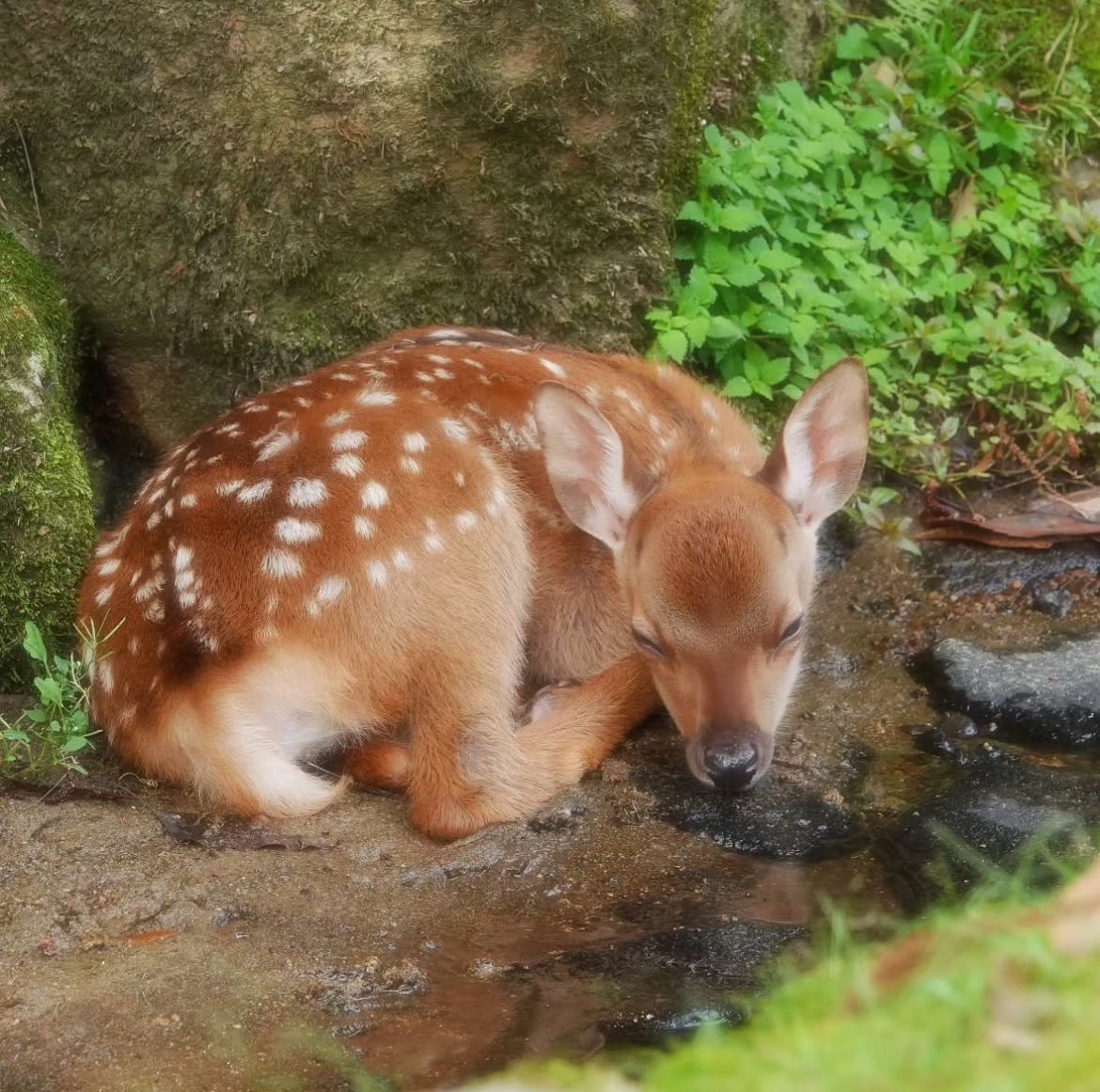 fawns's tweet image. 