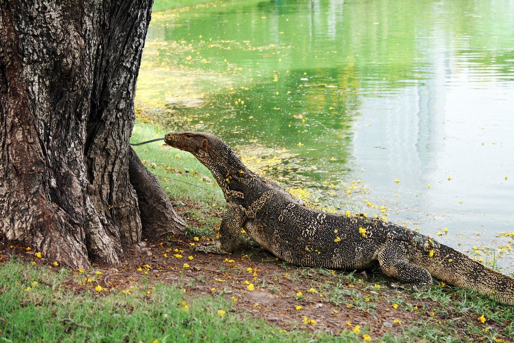 J56Walsh's tweet image. When I first worked in Bangkok in 2008, first Saturday morning went for a walk in Lumphini Park and this bad boy started following me, shit myself 🤣🤣
#MonitorLizard