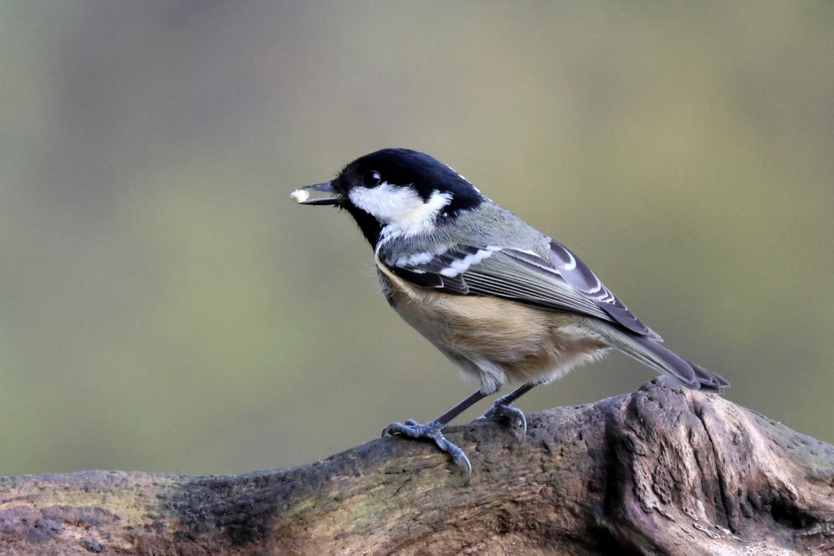 Coal Tit (Periparus ater)

I seem to be one of those people who are sidelined by X so while I'll still post pics they won't have a lot of text, after this one that is.