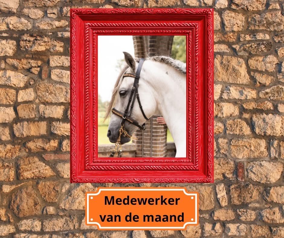 OZOSNEL.NL tweet media