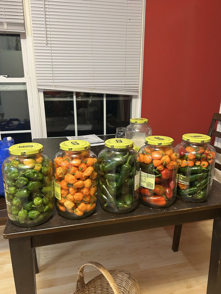 Fermenting these homegrown hotties