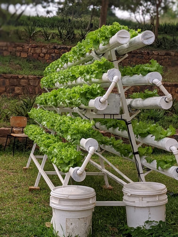 MUGISHA_FARMS's tweet photo. With increasing pressure on food systems, hydroponics stands out as a practical and economical solution. Farming is evolving, and soil is no longer the only option for production. @SmartFarmers with @InnovativeTransition. https://t.co/UNojPnDqxP