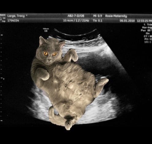 gluten69 tweet media