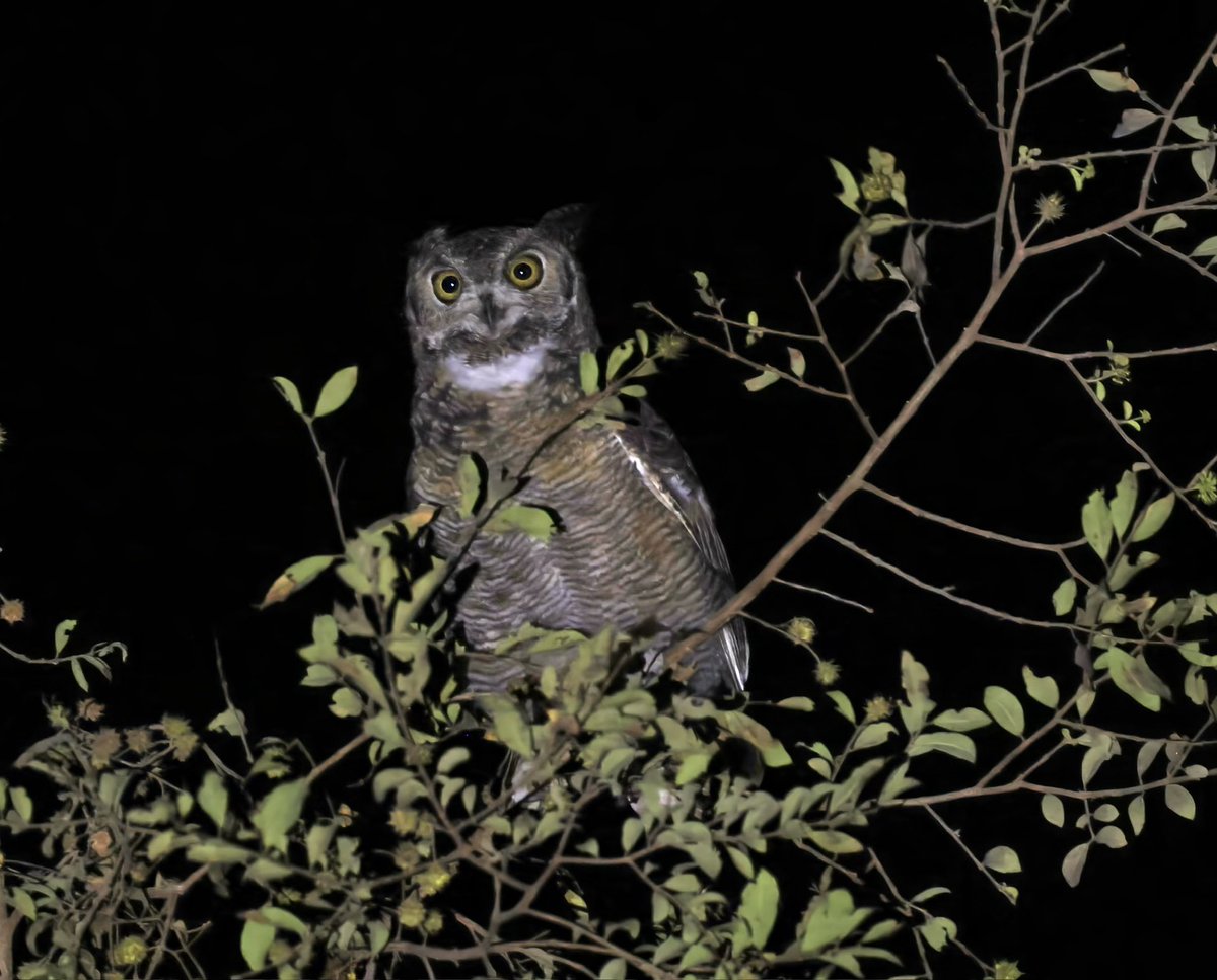 Exciting night birding in Oman with Egyptian Nightjar (photo), Sykes’s Nightjar and Arabian Eagle Owl in recent days.