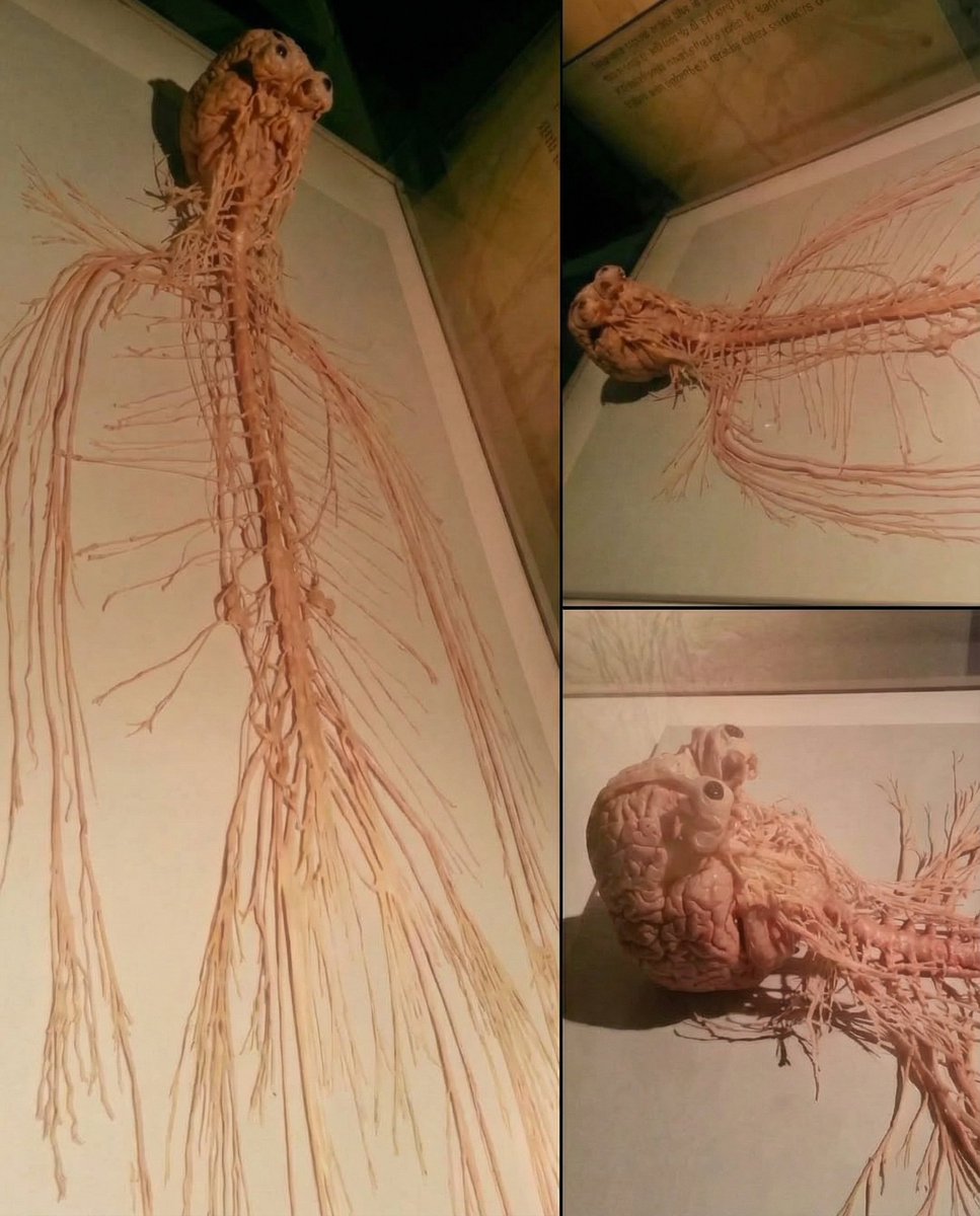 MAstronomers's tweet image. This creature lives in you and controls everything inside you. 👀