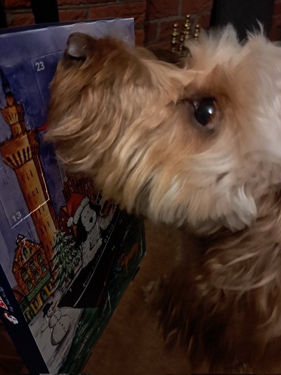 Dylan The Cockapoo tweet media