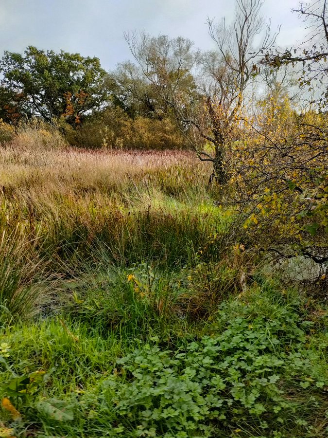 Tree_Folklore's tweet image. Do you hear whispers in the wind? It may be the reeds and rushes... 🍃 

It is well known that King Midas was cursed with the “golden touch” having been granted... and foolishly accepted...one wish from the God Dionysus 🪙🍷

Less well known is the second curse that Midas…