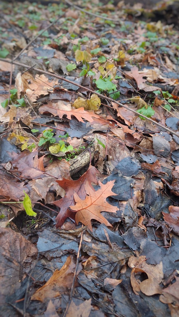 Дивний 🇺🇦 tweet media