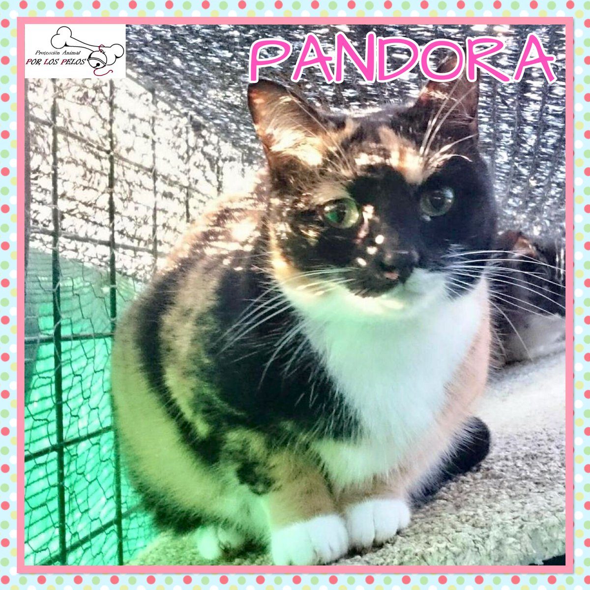 🐱PANDORA🐱preciosa #gatita #carey #gatacarey 6 años, en acogida o adopción‼️Es URGENTE que salga del jaulón que comparte con sus hermanitxs, llevan años así y no es vida. Si puedes ayudar escríbenos URGE #acogida #adopcion 👉 buff.ly/mLWxQEp
