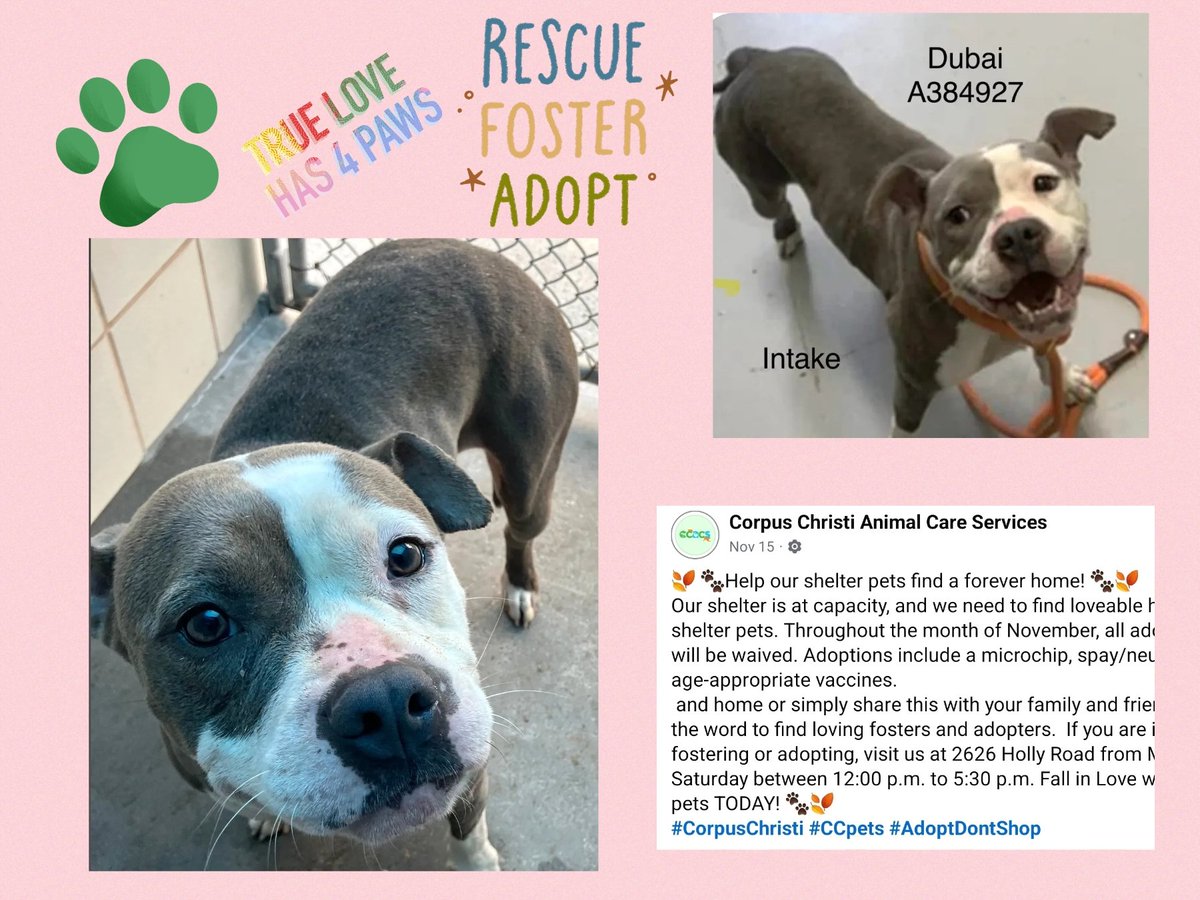 <a href="/SamfromSpain/">SamfromSpain🐕🐕‍🦺🐈‍⬛🐈🫏</a> I love DUBAI #A384927