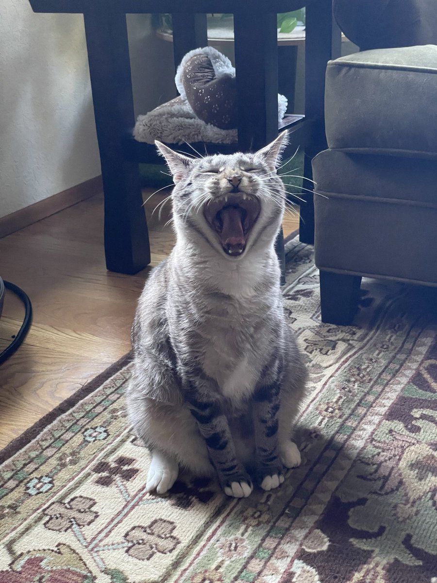 Macklemore the Cat tweet media