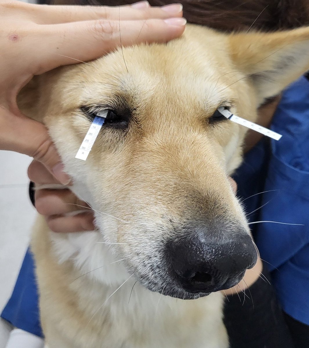 건강검진 98점 강아지가 여기 있다! 12세인데 모든 게 다 좋음 근육량도 좋음 지방 의외로 거죽뿐이어씀 기 받아가라 애송이들아! 2점은 치아랑 뒷다리에 나아중에 골다공증 될지도.. 싶은 거 하나!