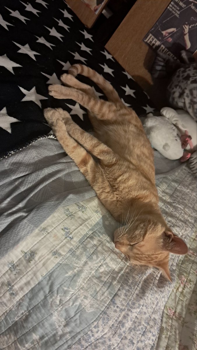 sofveck's tweet image. gato