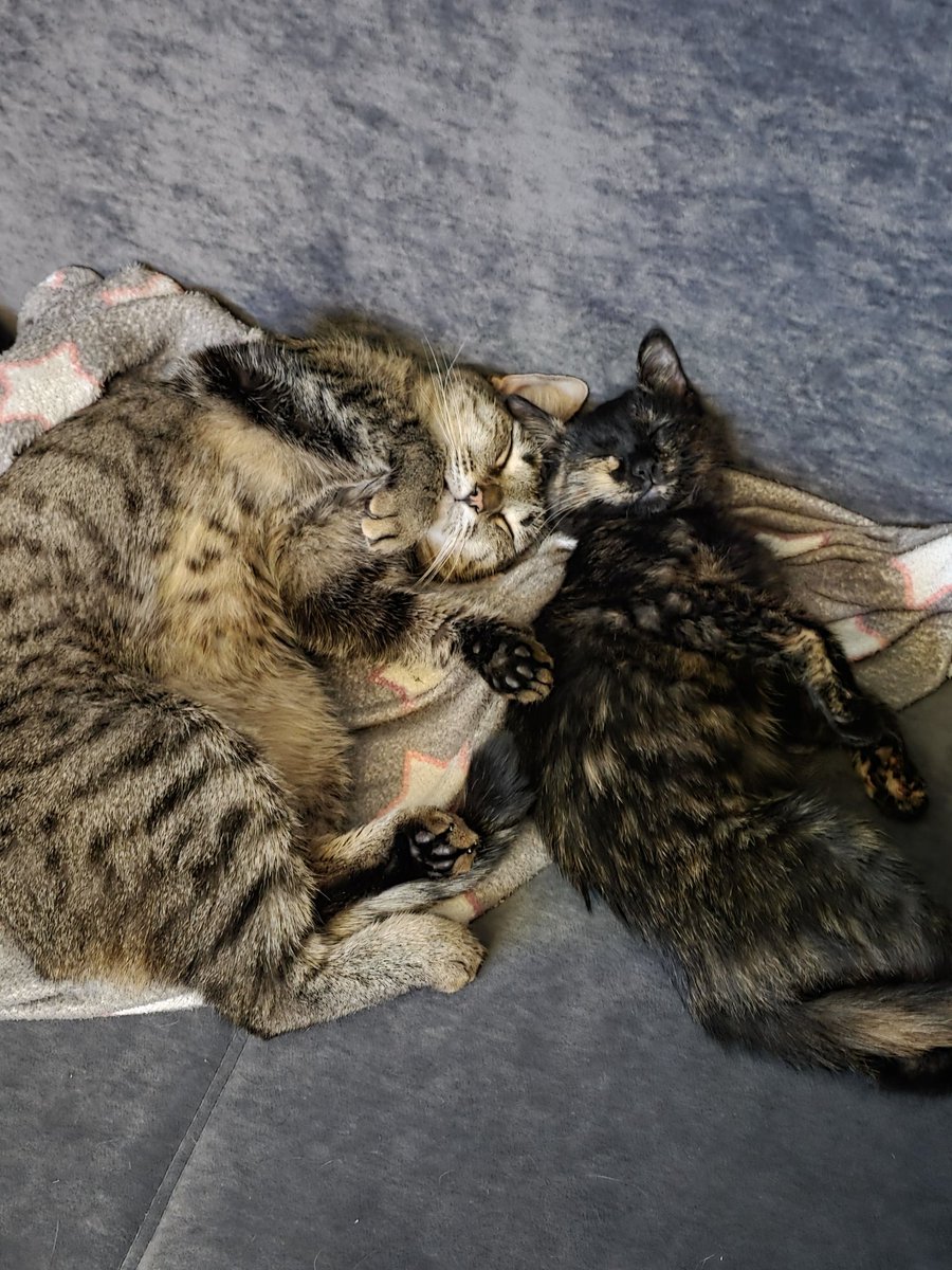 RustamAmirov6's tweet image. Кошка разумеется была оставлена, вот прогресс за два месяца