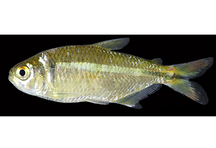 Zootaxa's tweet photo. A new endemic species of Psalidodon Eigenmann (#Characiformes: #Acestrorhamphidae) from the upper rio Doce basin, #Brazil
#taxonomy
#newspecies
https://t.co/dVlwj9pEAh https://t.co/xXNPR2FfWQ