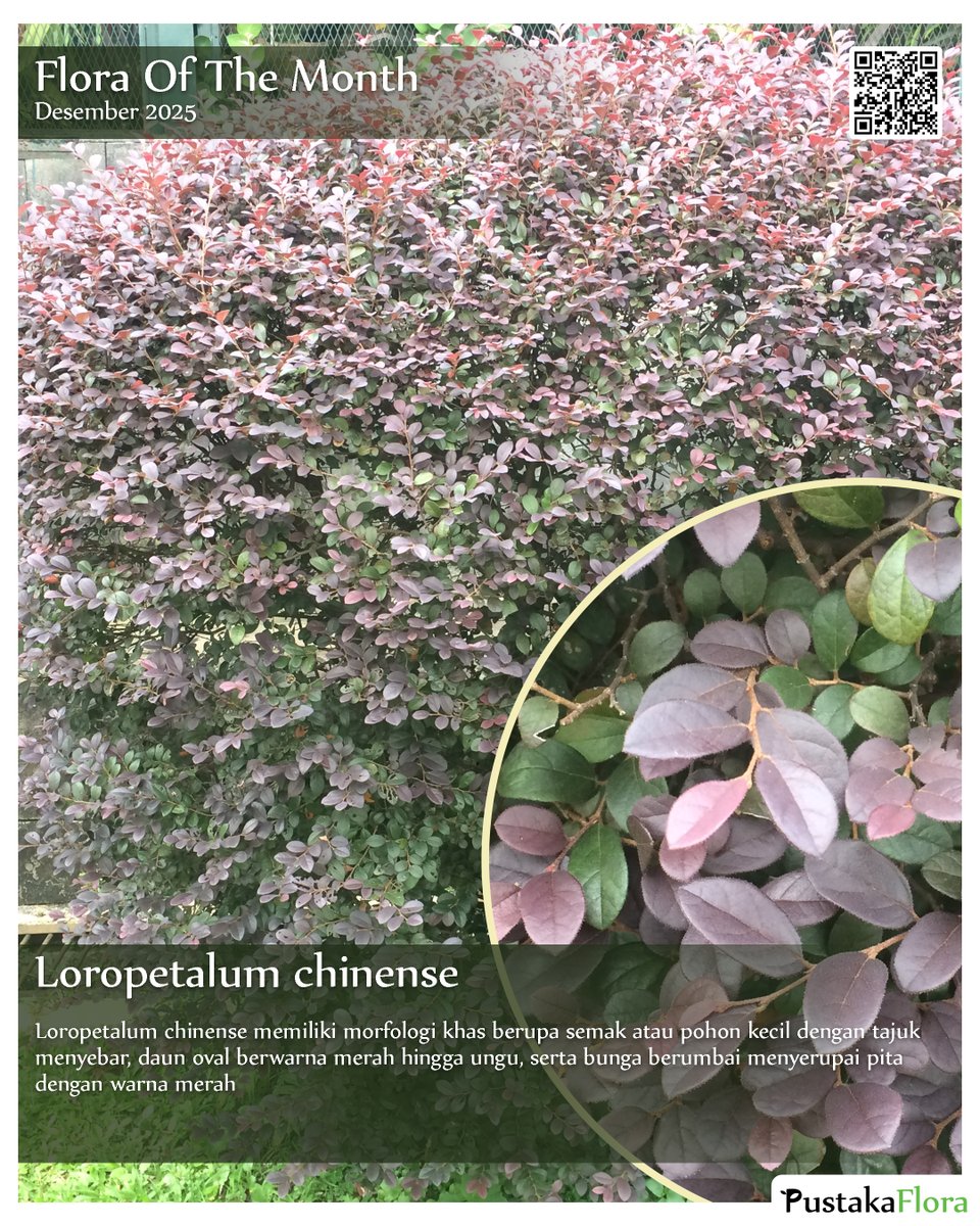 PustakaFlora's tweet image. Flora of the month Desember 2025 : Loropetalum chinense dengan nama lokal Loropetalum (indonesia) , Chinese Fringe Flower (inggris)

info selengkapnya : pustakaflora.blogspot.com/2018/05/lorope…

#arsitekturlansekap #arsitekturlanskap #landscapearchitecture #arsitekturlandscape #FloraOfTheMonth