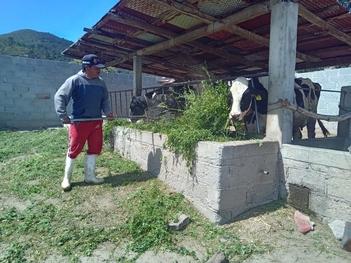 PoderNoticiaPue's tweet image. 👨🏻‍🌾 Altosano #GranjasCarroll impulsa rotación de cultivos y producción forrajera

➡️ Entérate aquí: shre.ink/q3dZ

#PoderNoticiaPue #DondeTuVozSeEscucha