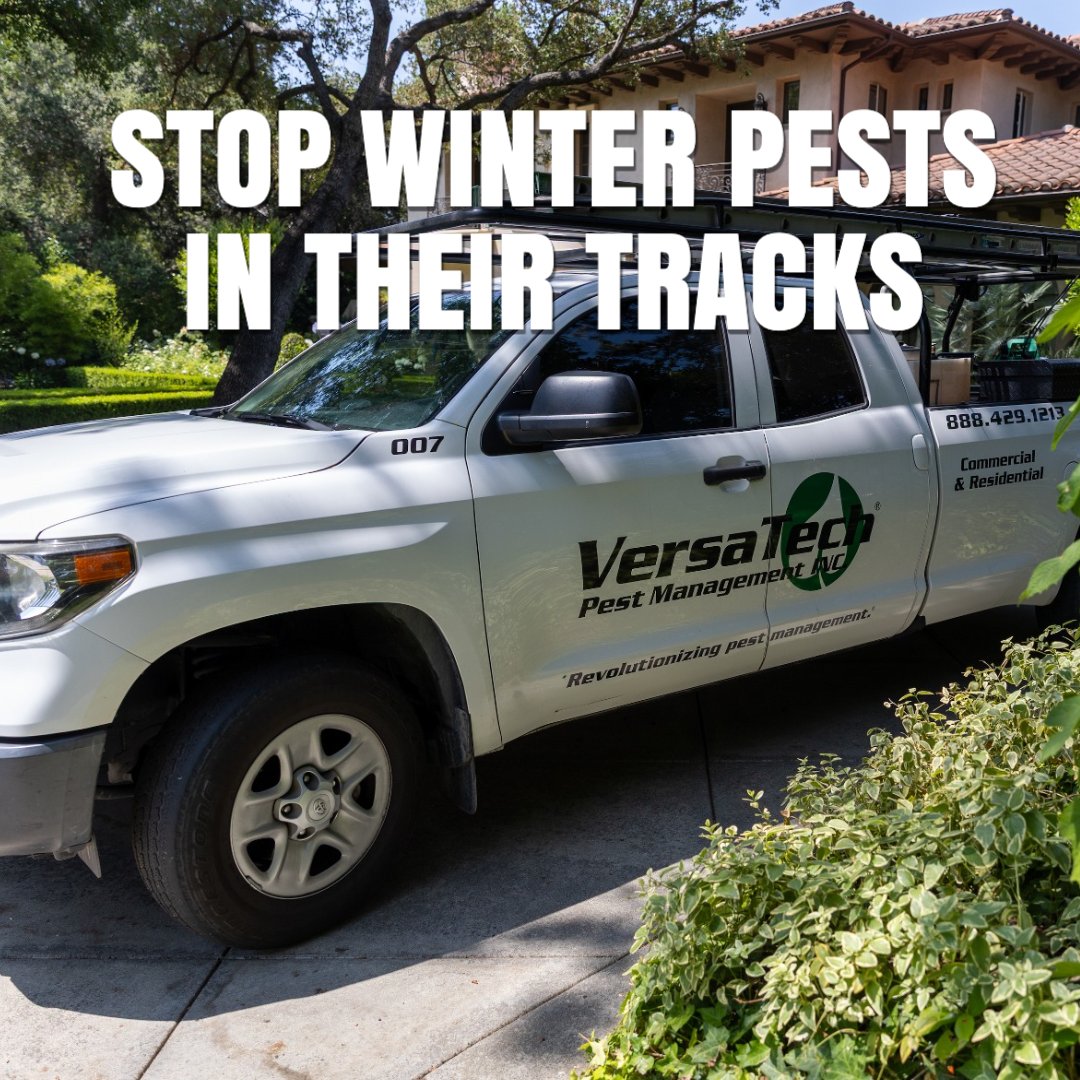VersaTechPM's tweet image. Have a problem with winter pests? Our highly-skilled pest experts at Versa-Tech PM® are here for you with top rated #rodentcontrol  #liveanimaltrapping &amp;amp; #pestcontrol you can count on. Call to get started at (888) 429-1213.