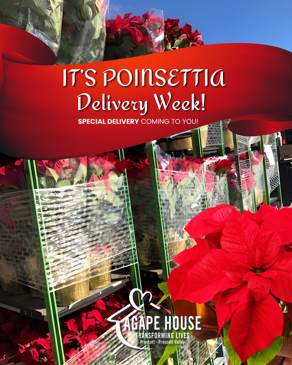 AgapeHouseAZ's tweet photo. 📣 Coming to doorsteps across the Greater Prescott Area: It’s Poinsettia Delivery Week!

✨ Wishing you the Merriest Christmases from the Agape House staff, volunteers, and the families we assist, all because of you!

Thank you! ❤🏡👫👶

#Poinsettias #Christmas #MerryChristmas https://t.co/NFF1j4ieXl