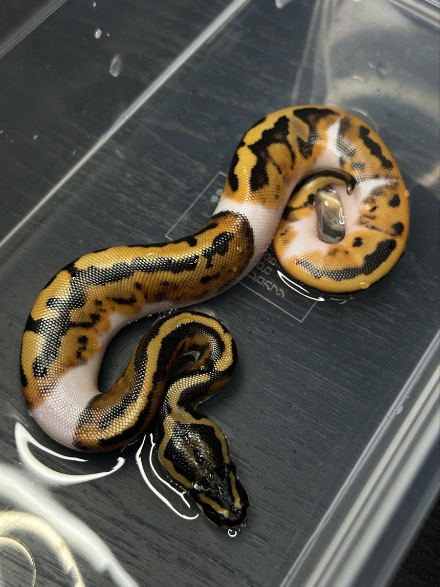 Dnasty0014Y3l's tweet image. #YBCB
#BallPython
#ボールパイソン