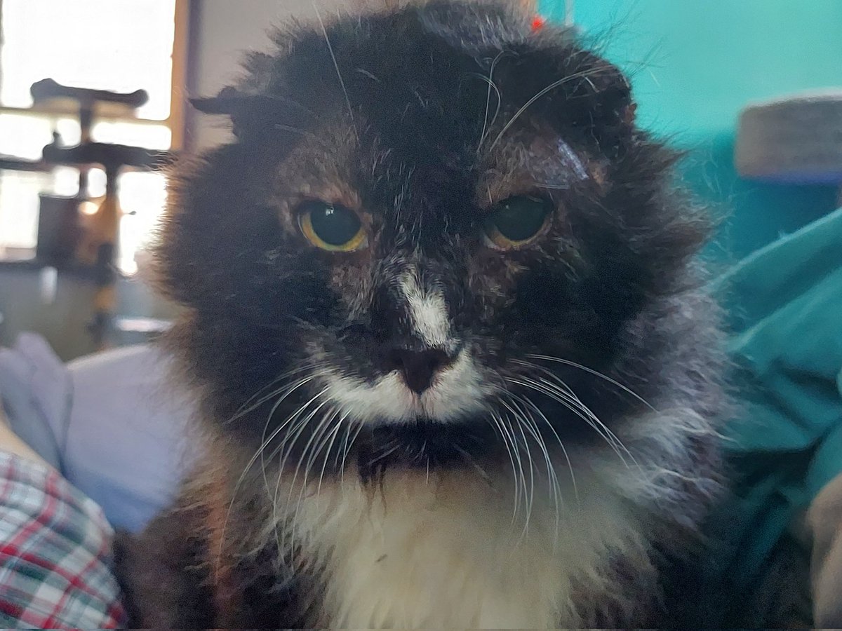 #Savior is back to make a big announcement! 
For the entire month of December in honor of his 1 year adoption anniversary we are waiving our adoption fee!
Starting today FREE adoptions!! Help us #Cleartheshelter and possibly even win the #BringHomeLoveChallenge