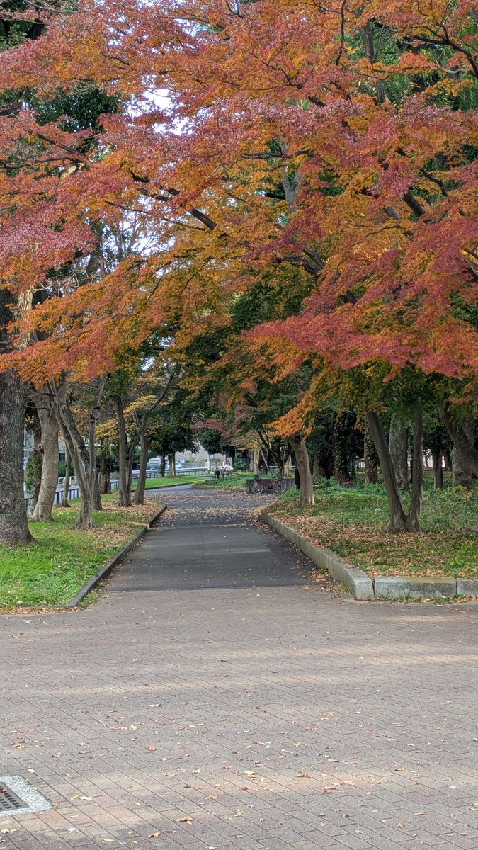 jo3_pbb's tweet image. 砧公園散歩中