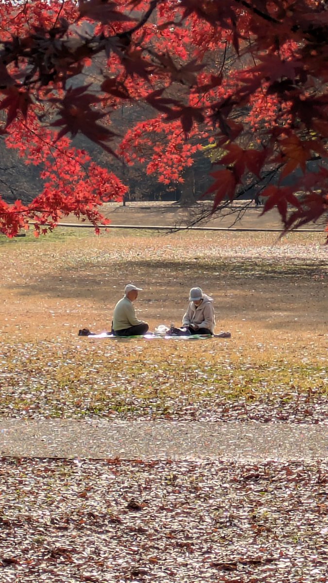 jo3_pbb's tweet image. 砧公園散歩中