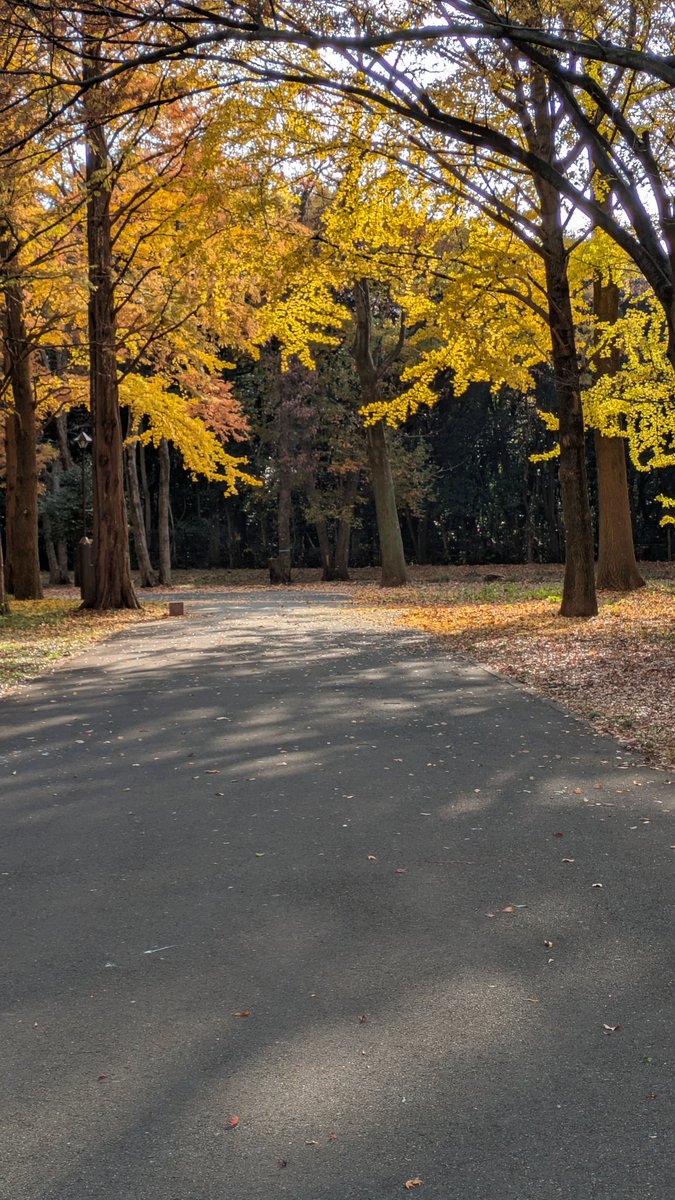 jo3_pbb's tweet image. 砧公園散歩中