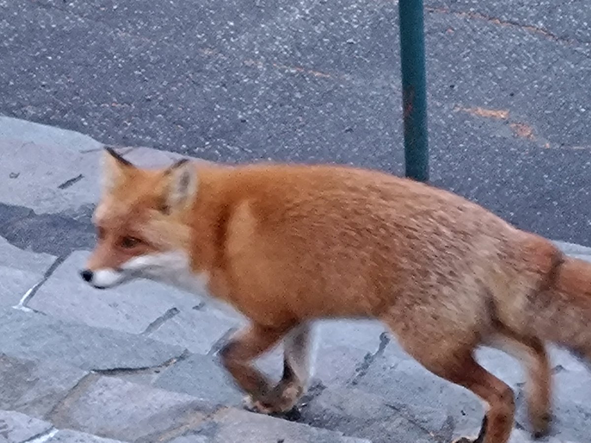 野生のキツネに遭遇しました。可愛い