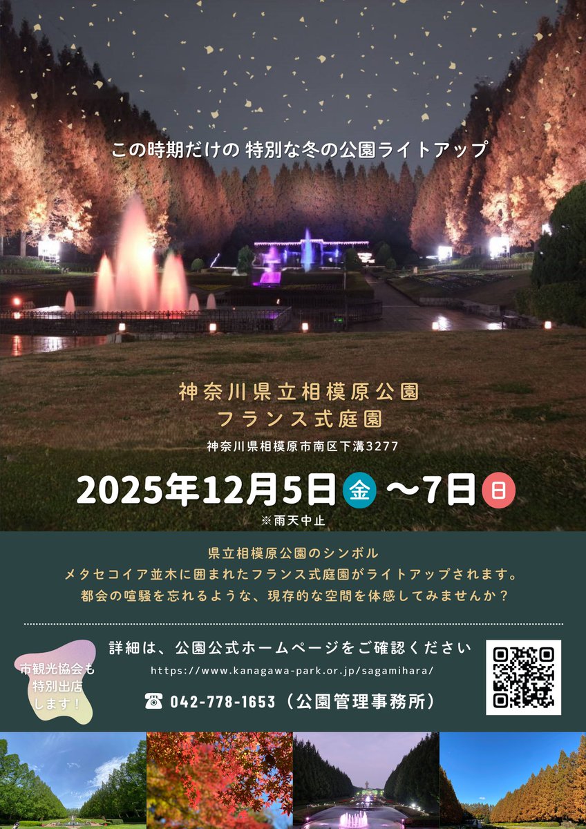 12/5（金）からは #県立相模原公園 のフランス式庭園では3日間だけの #ライトアップ が実施されます🎄✨
暗闇の中照らされる幻想的な #メタセコイヤ並木 をお楽しみください☺

詳細は公園イベントブログをチェック👀
sagamiharaivent.blogspot.com/2025/11/blog-p…

<a href="/sagamiharapark/">相模原公園</a>
#相模原 #紅葉 #夜間鑑賞 #e_sagamihara