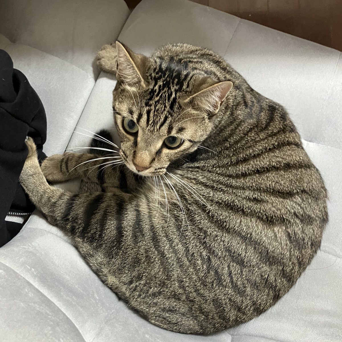 え？！もう12月？！ #キジトラ猫 #ねこかわいいね