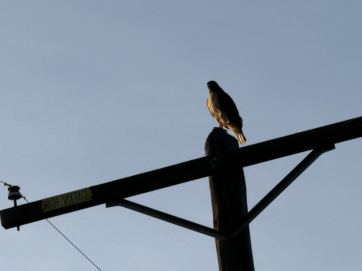 e_plutarchos's tweet image. A messenger.