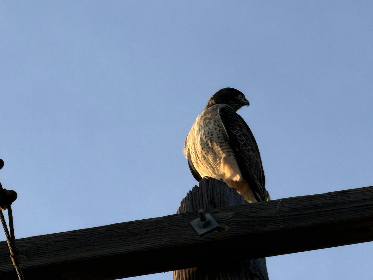 e_plutarchos's tweet image. A messenger.