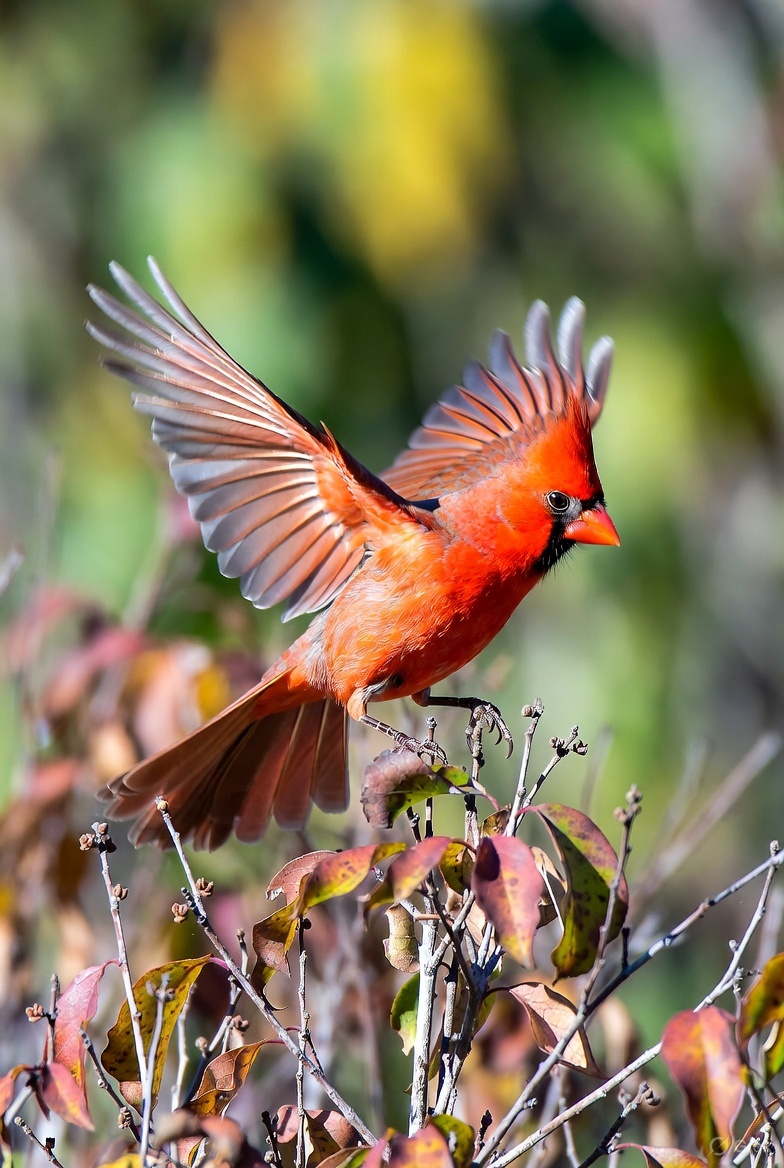 joyful_progress's tweet image. I saw a male cardinal like this earlier today.

What a lovely, joyful moment.

Wishing you joy too!