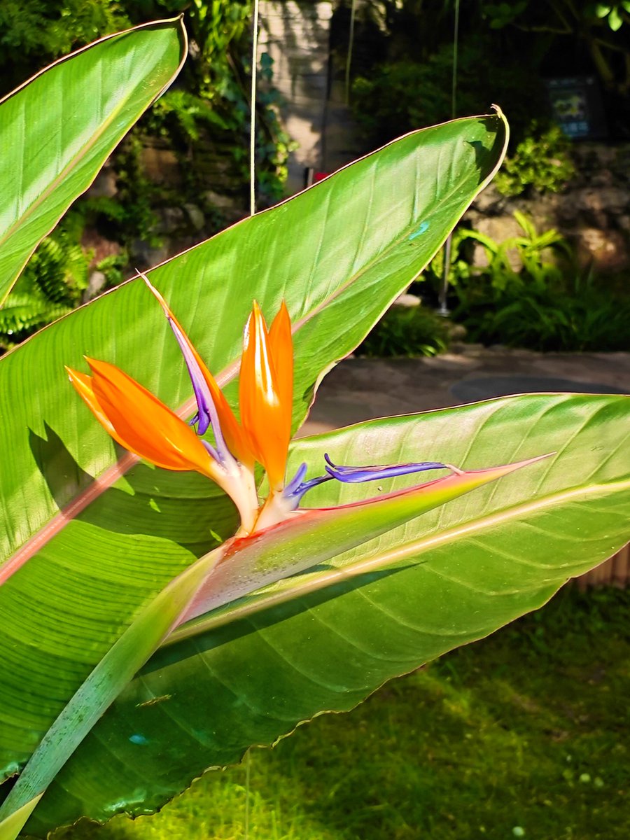 david_andrew123's tweet image. Good morning 🌹🌹🌹