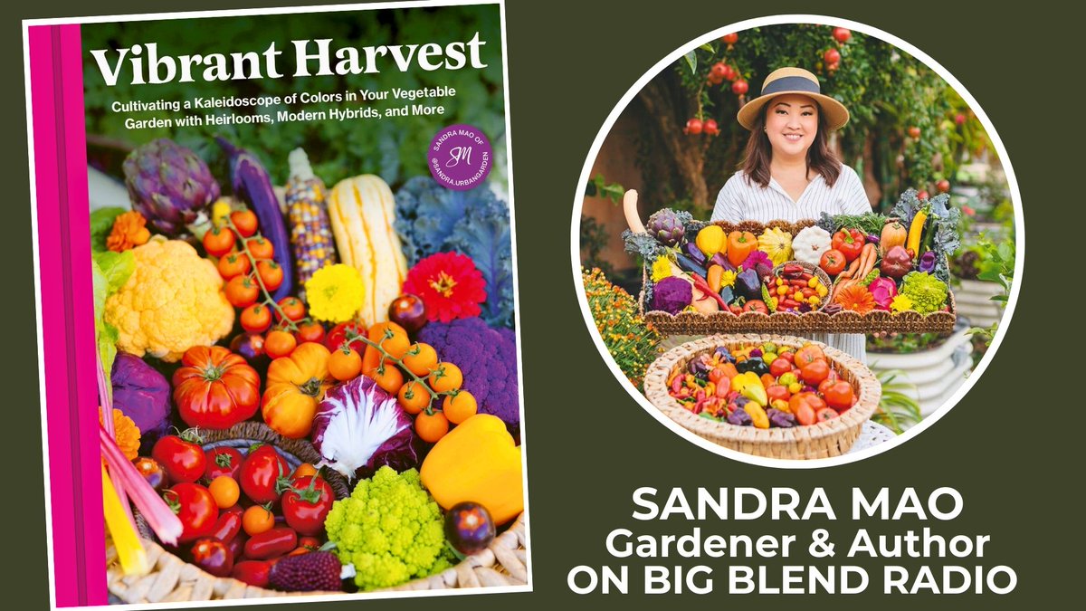 BigBlendMag's tweet image. Gardener &amp;amp; author Sandra Mao joins #BigBlendRadio to discuss her new book, “Vibrant Harvest: Cultivating a Kaleidoscope of Colors in Your Vegetable Garden.” Out now w/ @QuartoBooksUS. Watch: youtu.be/B6jtIsiSAns #vegetables #growyourownfood #eattherainbow