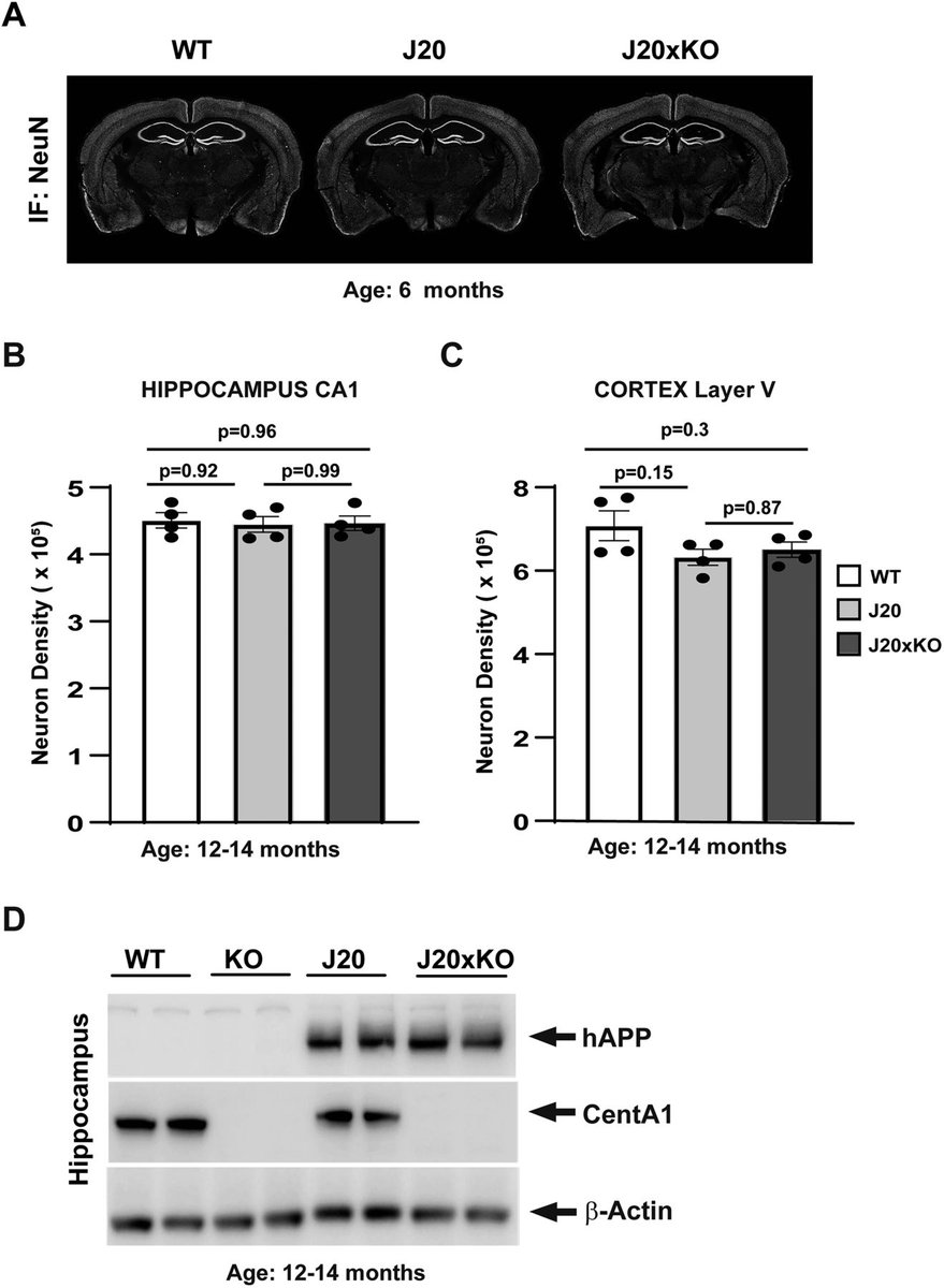 #eNeuro | Using an AD mouse model, Szatmari et al. found that genetically deleting expression of a protein (Centaurin-α1) eliminates many hallmark traits of AD, including neuron damage, amyloid plaque buildup, neuroinflammation, and spatial memory loss.
doi.org/10.1523/ENEURO…