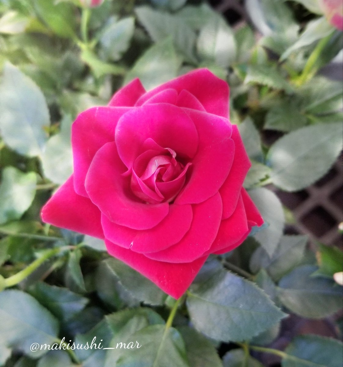 おはようございます|｡•ᴗ•｡)੭⁾⁾ 
12月2日(火)

今年もあと１ヶ月とゆうより
今年も１１ヶ月も過ぎたのかぁ、、、
って気持ちの方が強いです(*ᵕᴗᵕ)⁾⁾　
　
🍀今日もゆるりと宜しくです(*´◡`*)🍀